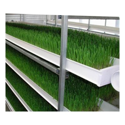 Groeiende spruiten Hydroponics Voeder systeem 4000*1600*2400mm Voor boerderijen