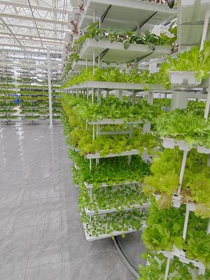 Verticale landbouw Hangende planten Hydroponische intelligentie landbouw
