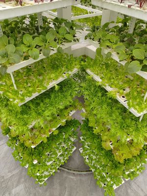Verticale landbouw Hangende planten Hydroponische intelligentie landbouw