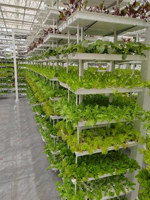 Verticale landbouw Hangende planten Hydroponische intelligentie landbouw