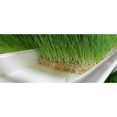 Groeiende spruiten Hydroponics Voeder systeem 4000*1600*2400mm Voor boerderijen