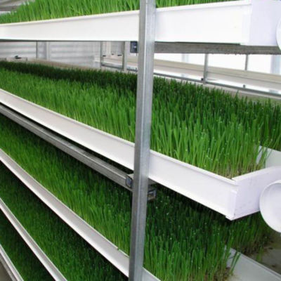 Groeiende spruiten Hydroponics Voeder systeem 4000*1600*2400mm Voor boerderijen
