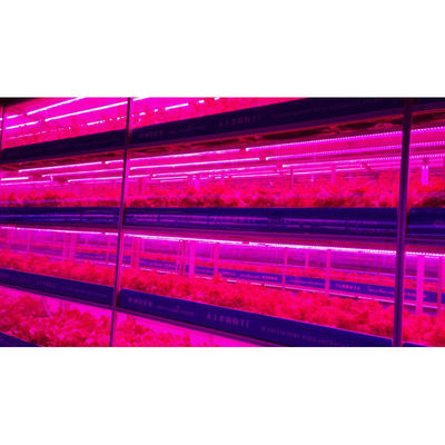 Groenhuislandbouw Iot Verticale fabriek voor moderne landbouw