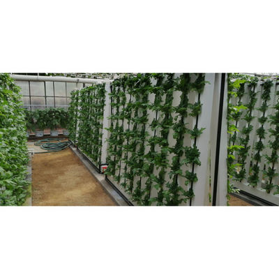 Gezinsspiraalplant Groei Hydroponische toren Groenteverbouwing in huis Hydroponisch