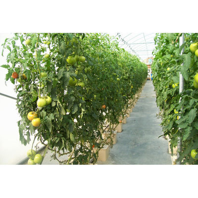Plastic Hydroponics Nederlandse emmers Bato Emmer groeisystemen Landbouw