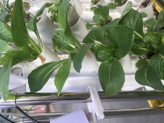 Grondloze verbouwing of substraat verbouwing Planttoren voor tuinieren