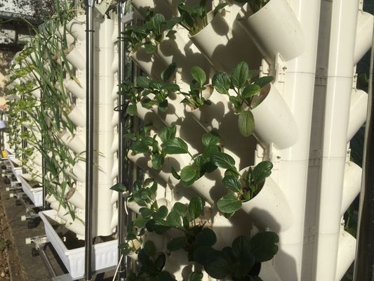 Grondloze verbouwing of substraat verbouwing Planttoren voor tuinieren