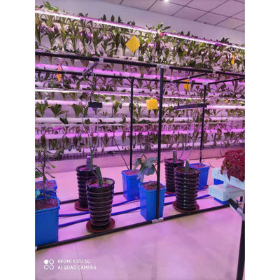 Duurzaam beige Dutch Bucket Hydroponics System Landbouw