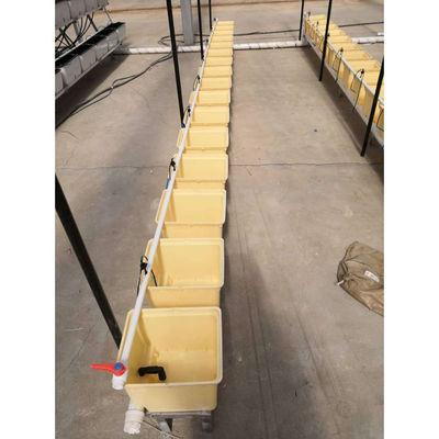 Duurzaam beige Dutch Bucket Hydroponics System Landbouw