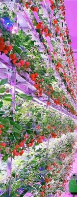 Vleesproducten voor de landbouw van de Groenlandse Republiek