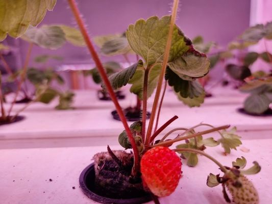 Vleesproducten voor de landbouw van de Groenlandse Republiek