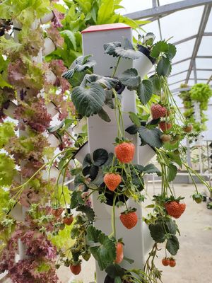 Intelligente hydroponie Verticale tuin Planten kruidplanten NFT-groei systeem