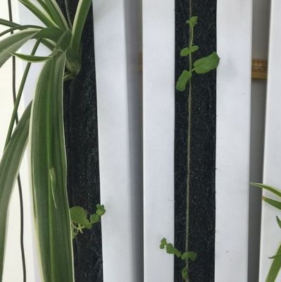 Zipgrow Hydroponic Vertical Farming Towergarden gemakkelijk te bedienen